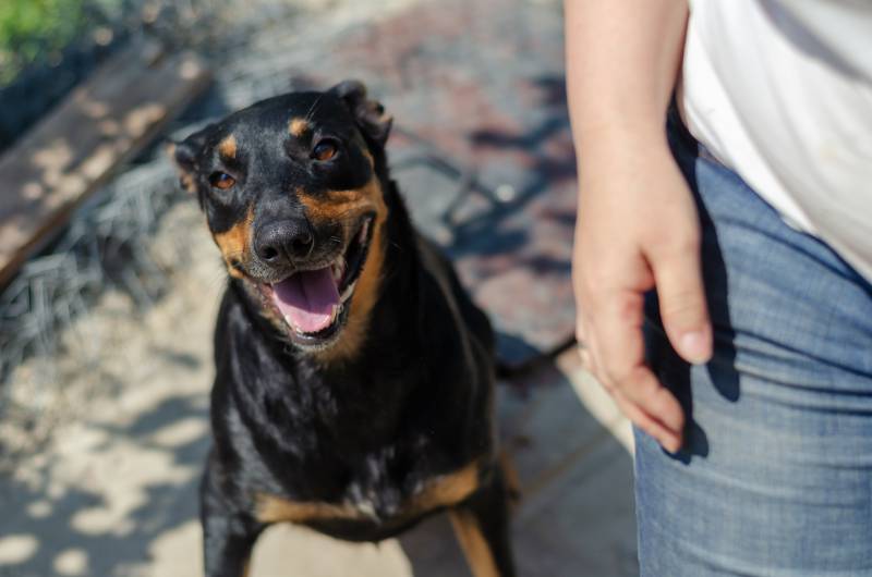 woman standing next to a Doberman Pinscher dog