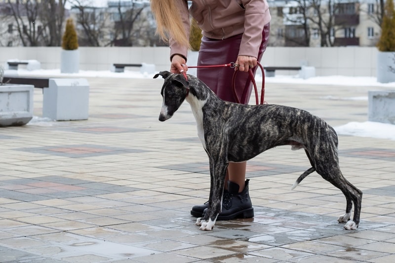 woman walking with her whippet dog