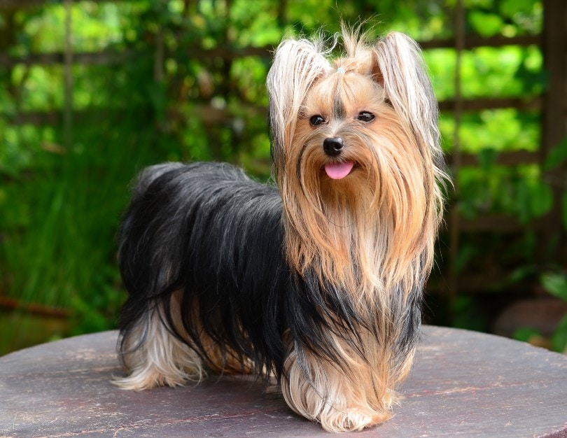 yorkshire terrier dog standing on a wooden table