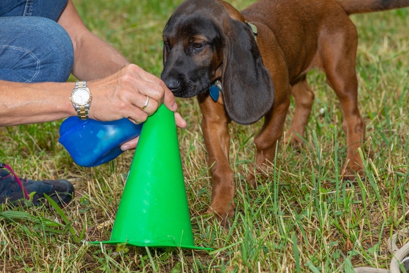 young bloodhound dog sniffing