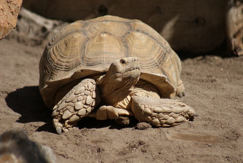 African Spurred (Sulcata) Tortoise