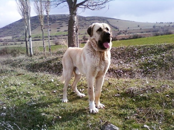 Aksaray_malaklisi dog standing on the grass