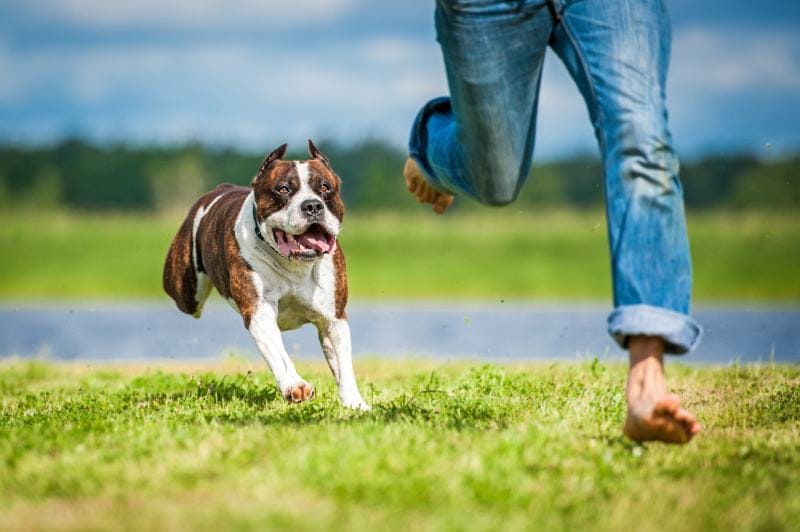American staffordshire terrier dog running over a man(scared)