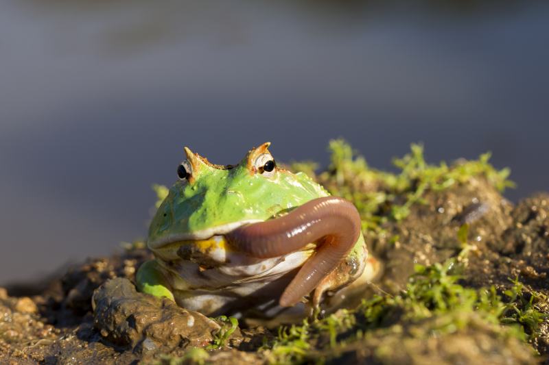 Argentinian Horned Frog eating earthworm