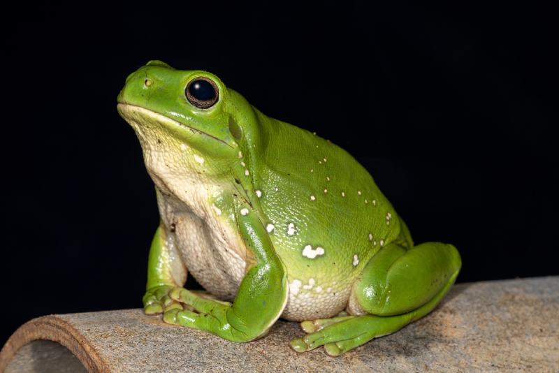 Australian Green Tree Frog preparing to jump