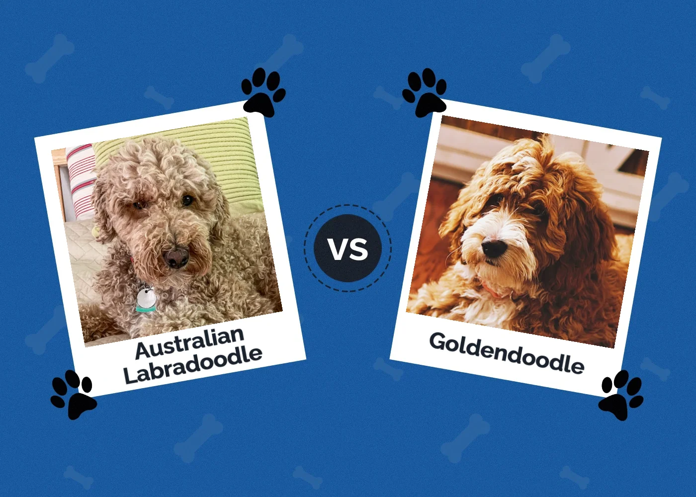 Australian Labradoodle vs Goldendoodle - Featured Image