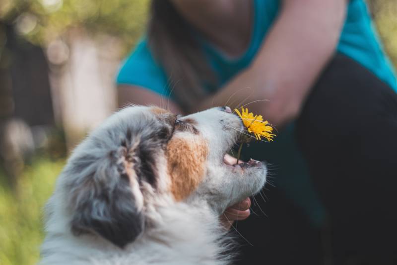 Australian Shepherd puppy tries to bite a dandelion flower