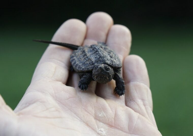 Are Turtles Good Pets? Reason, Facts & FAQ Hepper