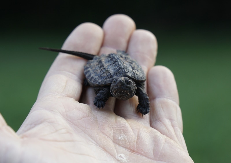 Baby snapping turtle on hand
