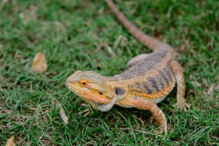 Can Bearded Dragons Eat Nightcrawlers? VetReviewed Nutrition Facts