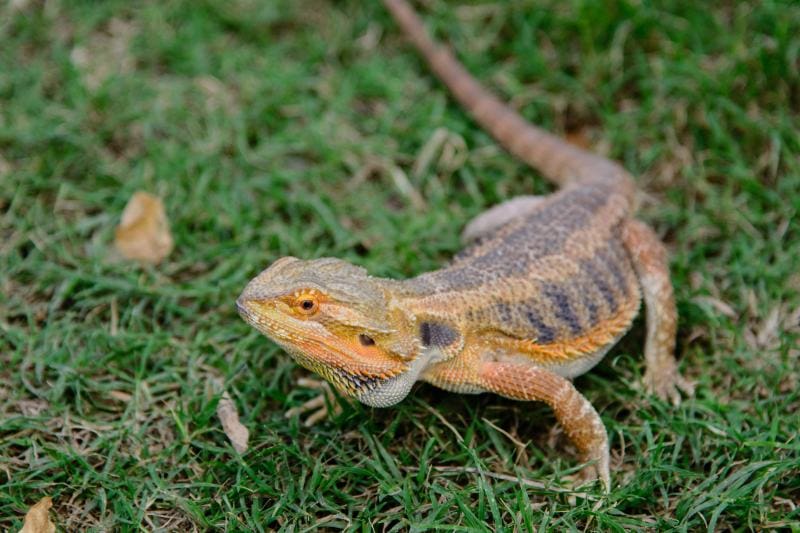 Bearded Dragon standing on the grass