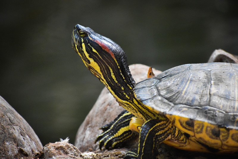 Beautiful Western Painted turtle Chrysemys picta