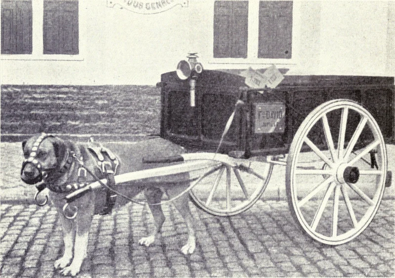Belgian Draft Dog or Belgian Mastiff (Chien de trait belge). Draught Dog from 1915.
