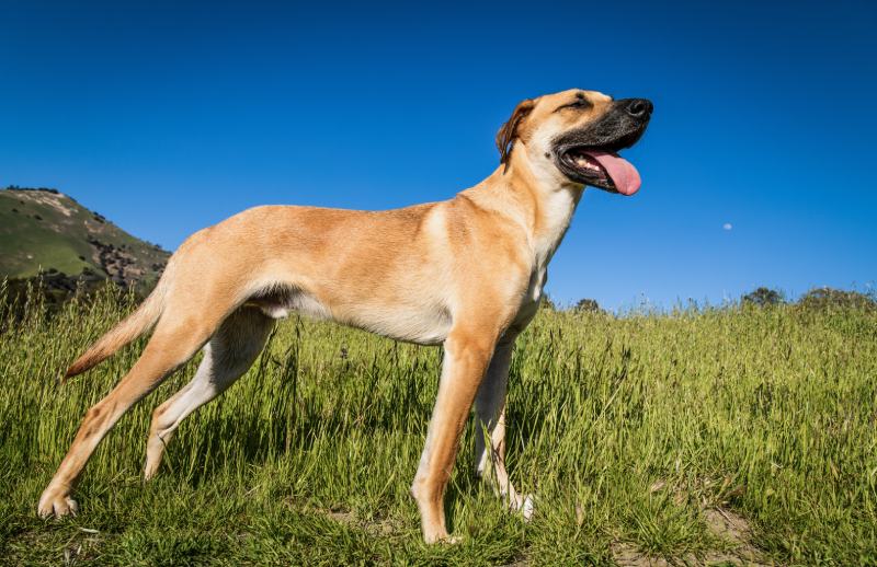 Black Mouth Cur dog standing on the grass