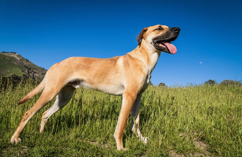 Mountain Cur Breed Info