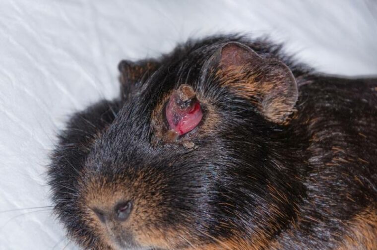 Guinea Pig Eye Infection Signs, Causes, & Treatment MeowMyBark