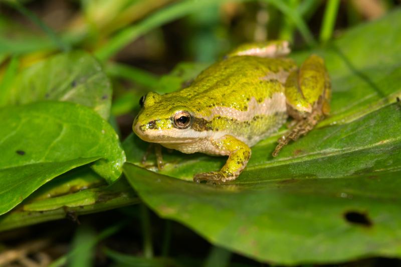 Boreal Chorus Frog is sitting on a small green leaf
