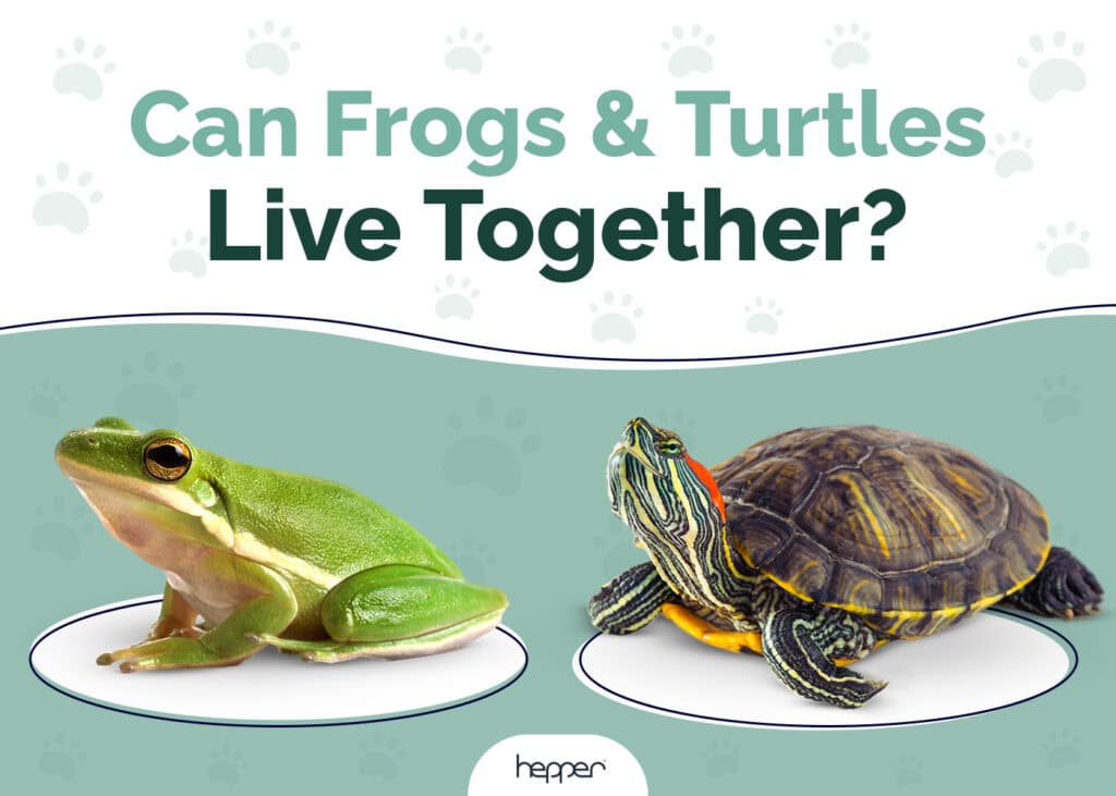 Can Frogs and Turtles Live Together
