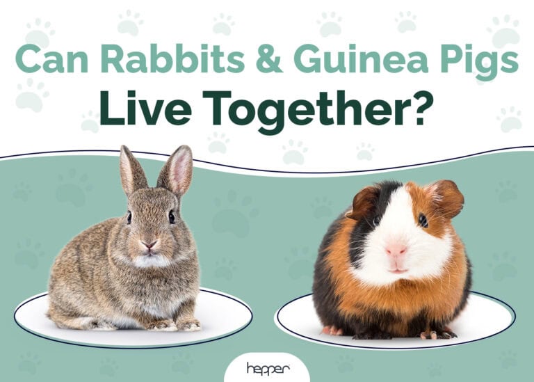 Can Rabbits & Guinea Pigs Live Together? Important Housing Facts Hepper
