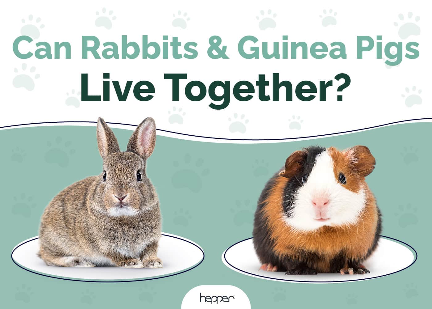 Can Rabbits and Guinea Pigs Live Together