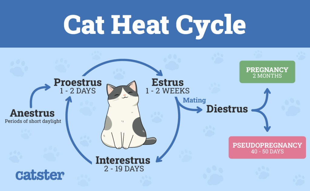 When Do Cats Go Into Heat After Giving Birth? Our Vet Explains Hepper