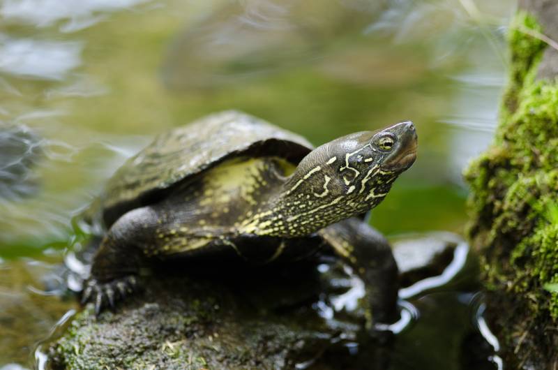 Chinese pond turtle sitting on a stone in water