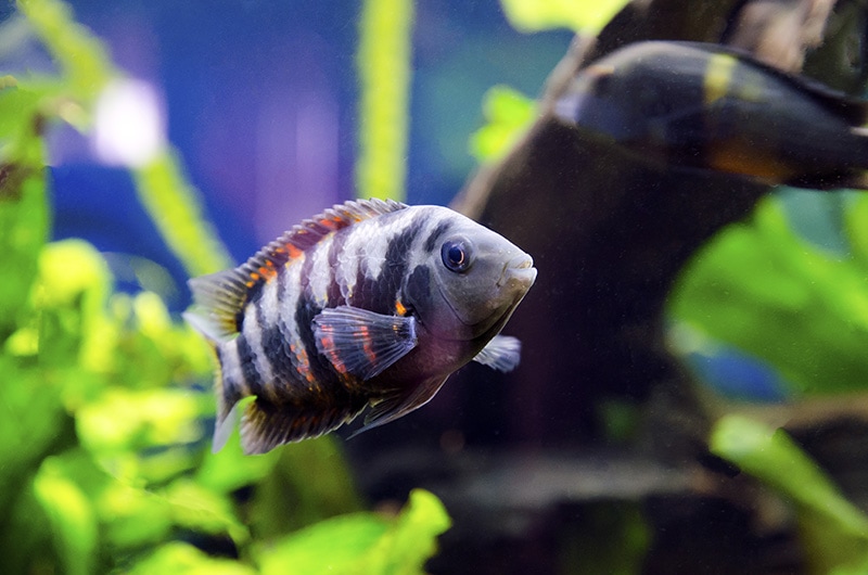 Cichlid fish