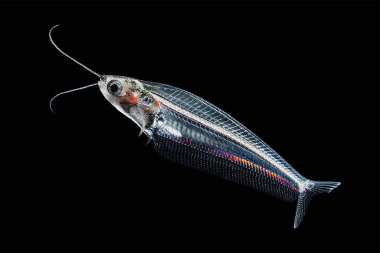 Glass Catfish Care Guide, Varieties & Lifespan (With Pictures) Hepper