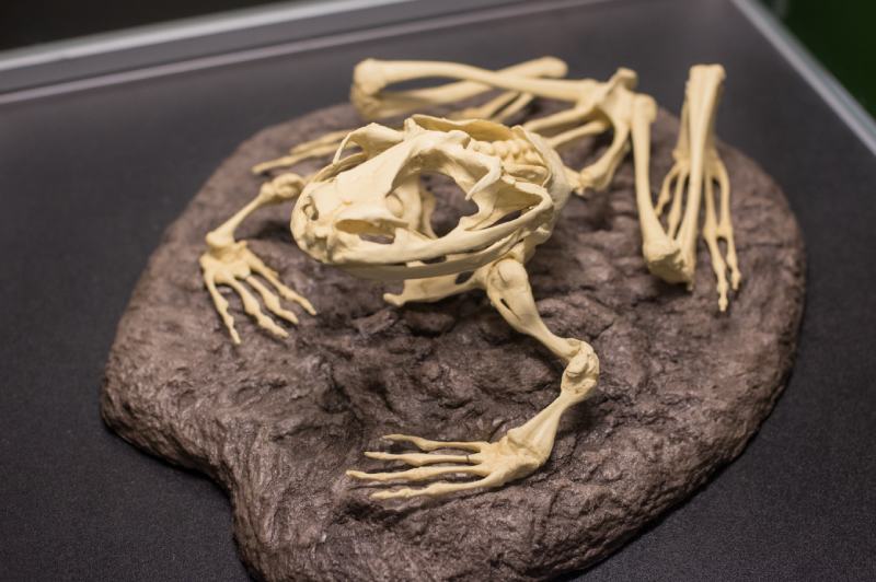 Close up of a frog amphibian skeleton on brown stone in a museum