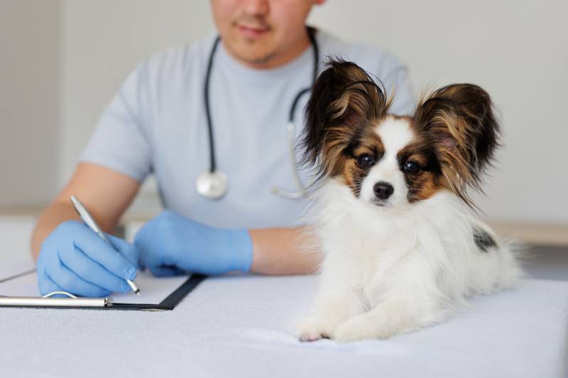 Close up of adorable healthy papillon dog looking to the camera