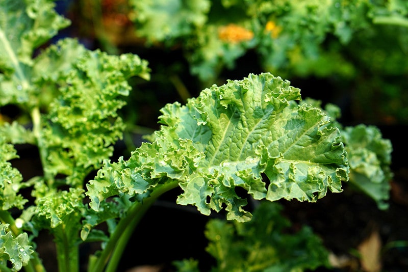 Close up of green curly kale plant