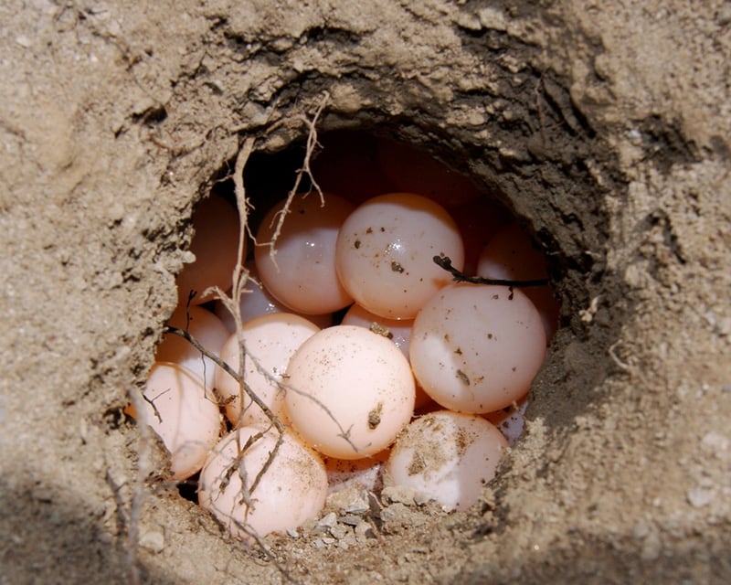 Close up of sea turtle eggs