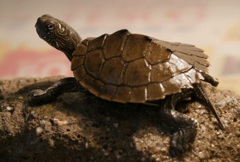 How Long Can Turtles Hold Their Breath? VetApproved Facts & FAQ Hepper