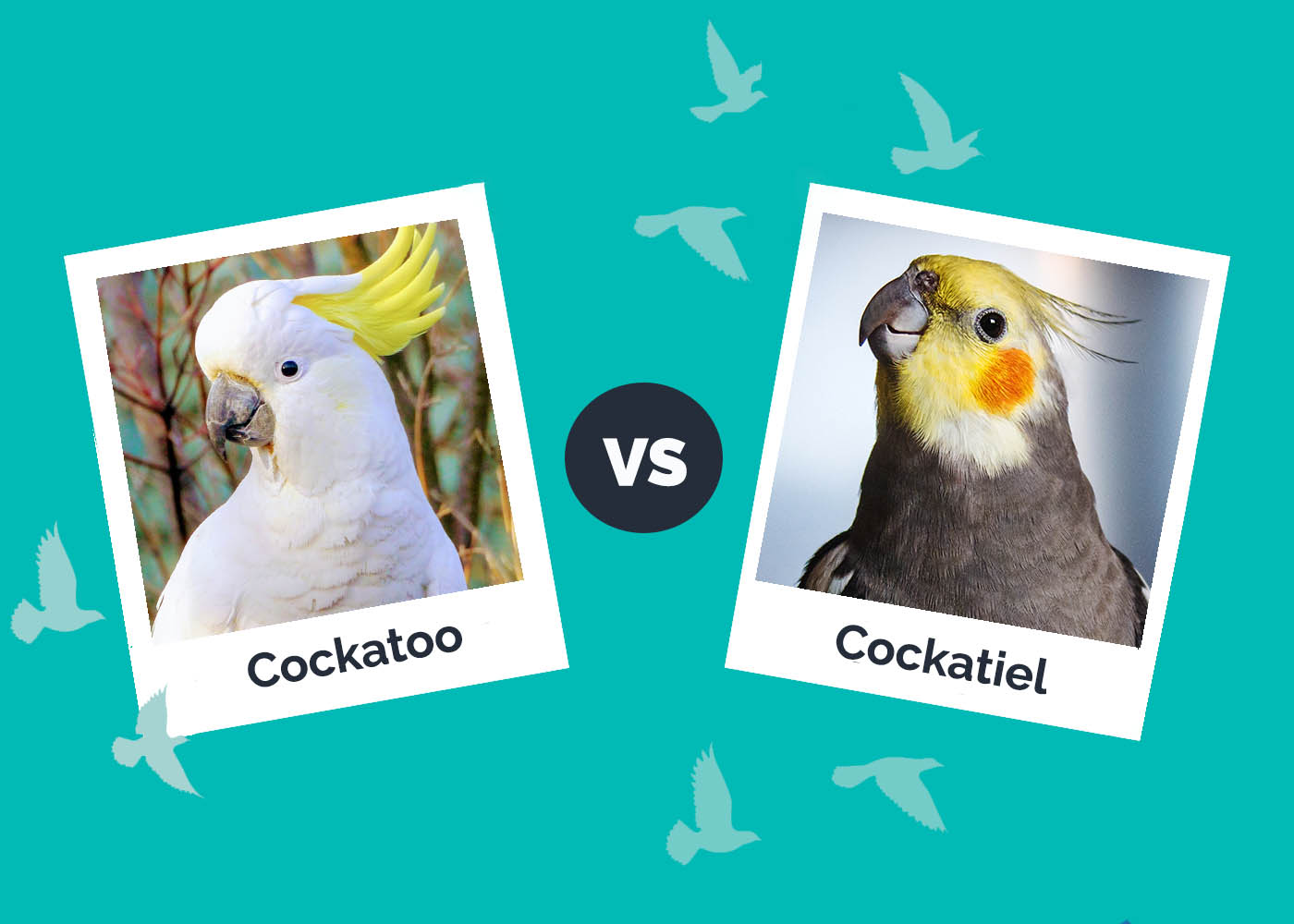 Cockatoo vs Cockatiel