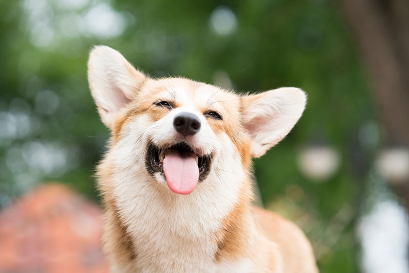 Corgi dog smiling and happy in summer sunny day