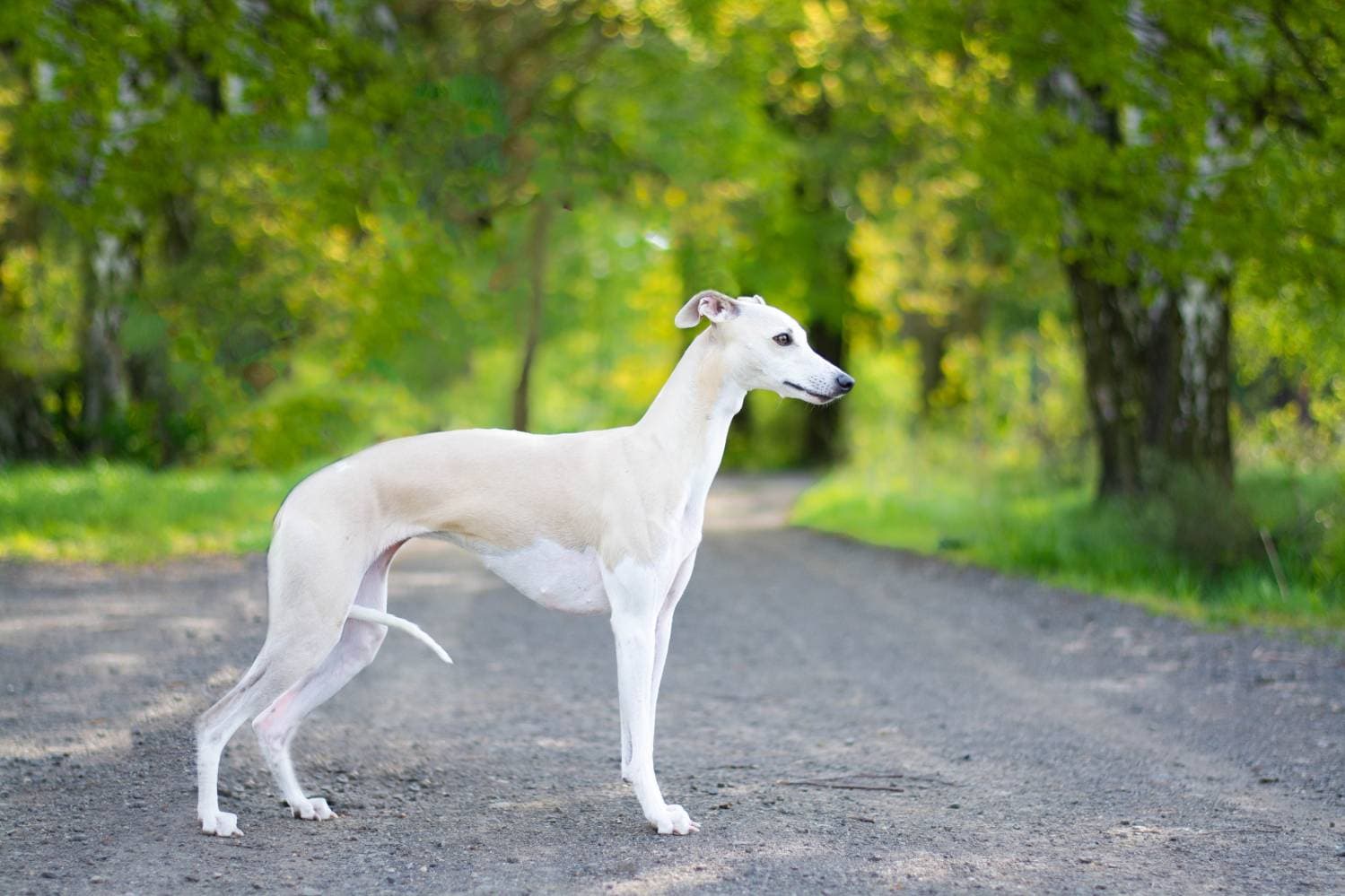 Cream Whippet