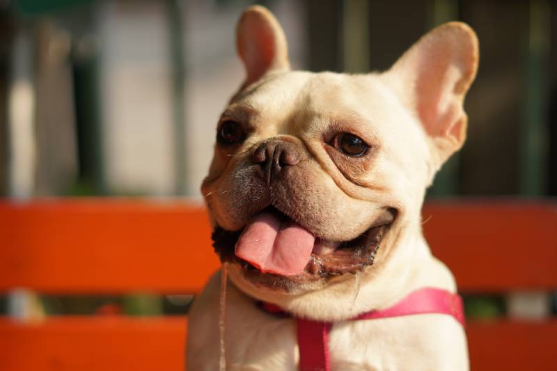 Cute French Bulldog hungry and drooling