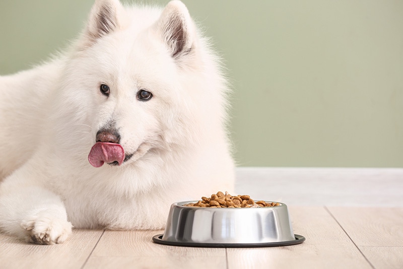 Menadione in Dog Food VetReviewed Safety Facts PorchTop Blogs