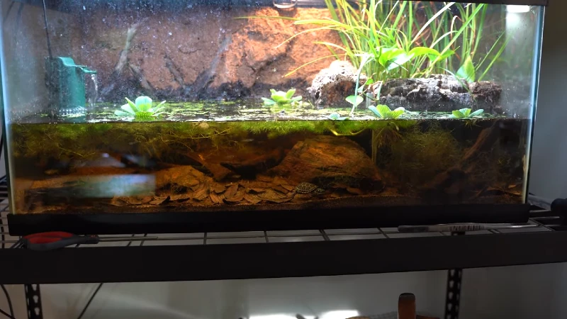8 DIY Turtle Tanks You Can Build Today (With Pictures)