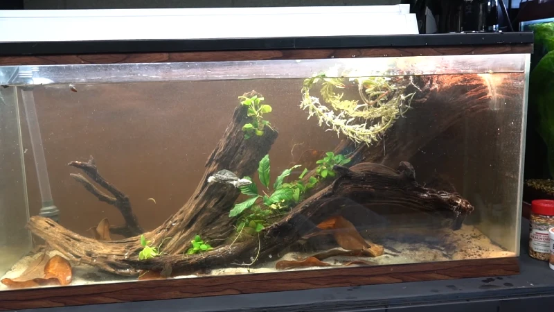 8 DIY Turtle Tanks You Can Build Today (With Pictures)