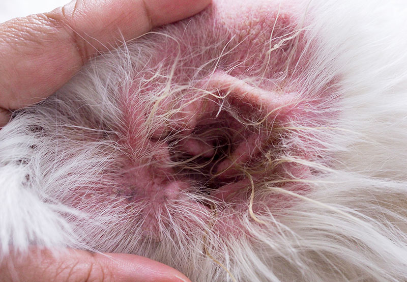 Dog dermatitis in ears