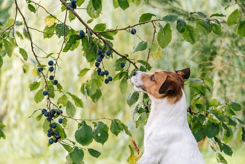 Dog looking at low hanging plum fruits to steal from tree