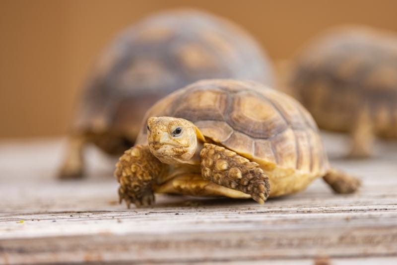 Egyptian tortoise in a wildlife