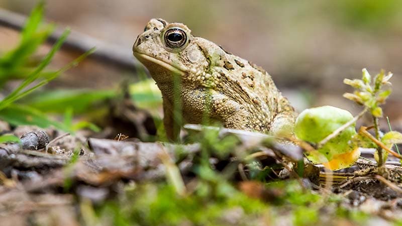 Fowler's Toad in the brush