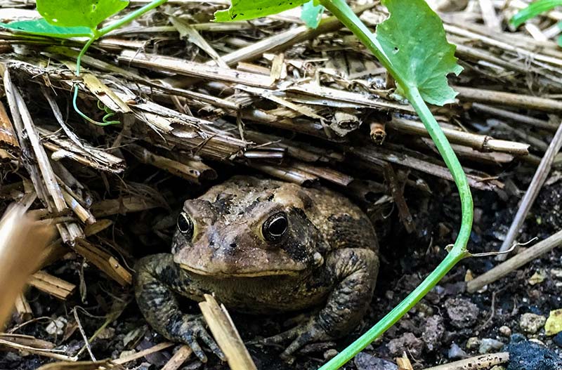 Fowler’s toad in North Carolina tuck in its homed shelter of straw and garden soil.
