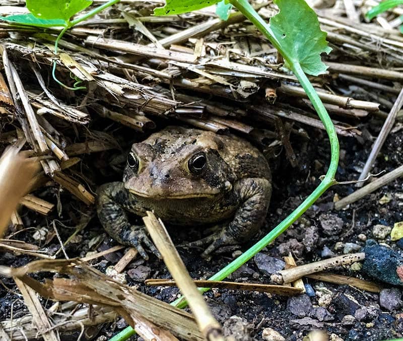 Fowler’s toad in North Carolina tuck in its homed shelter of straw and garden soil.