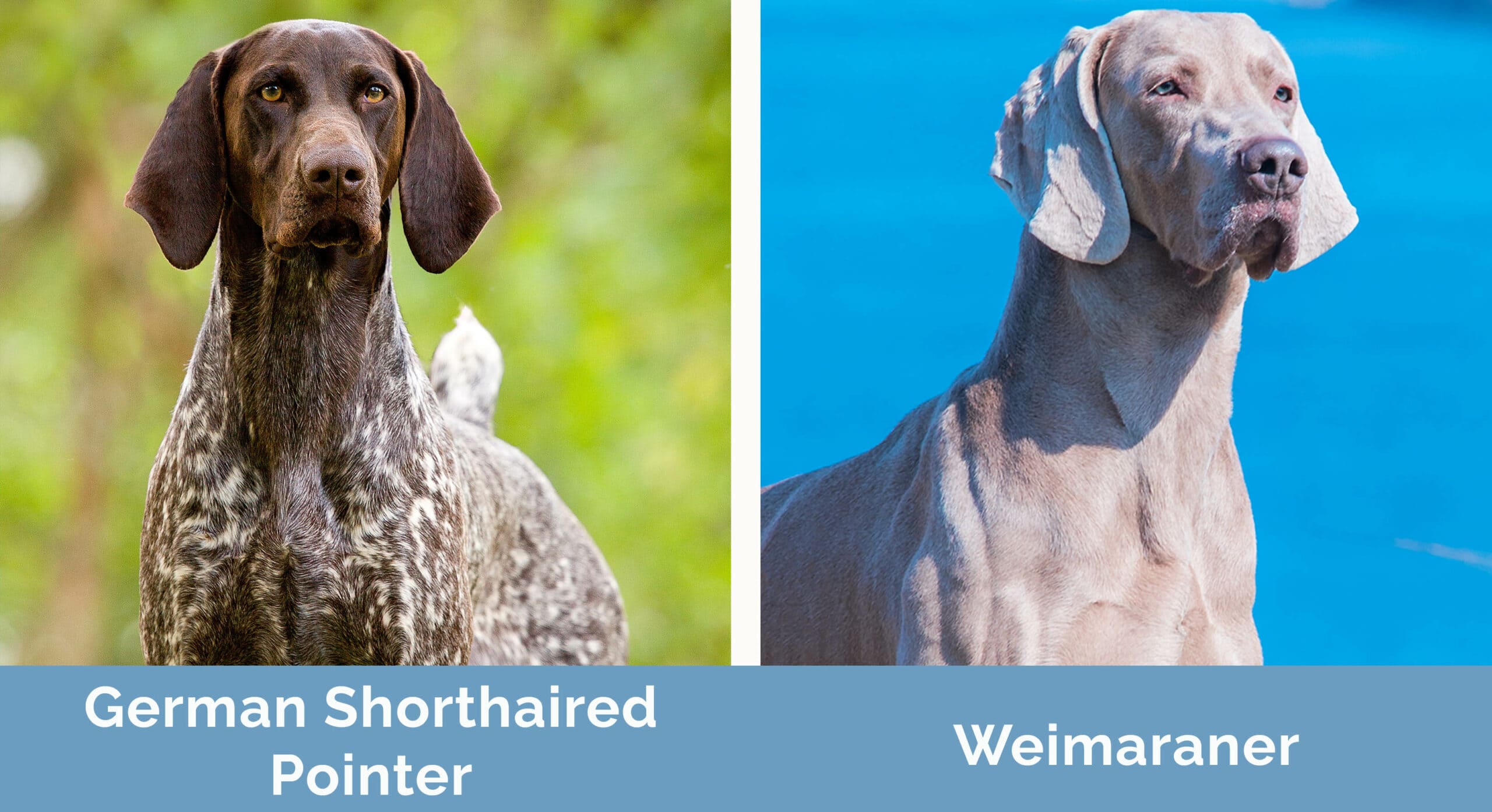 German shorthaired pointer sales weimaraner
