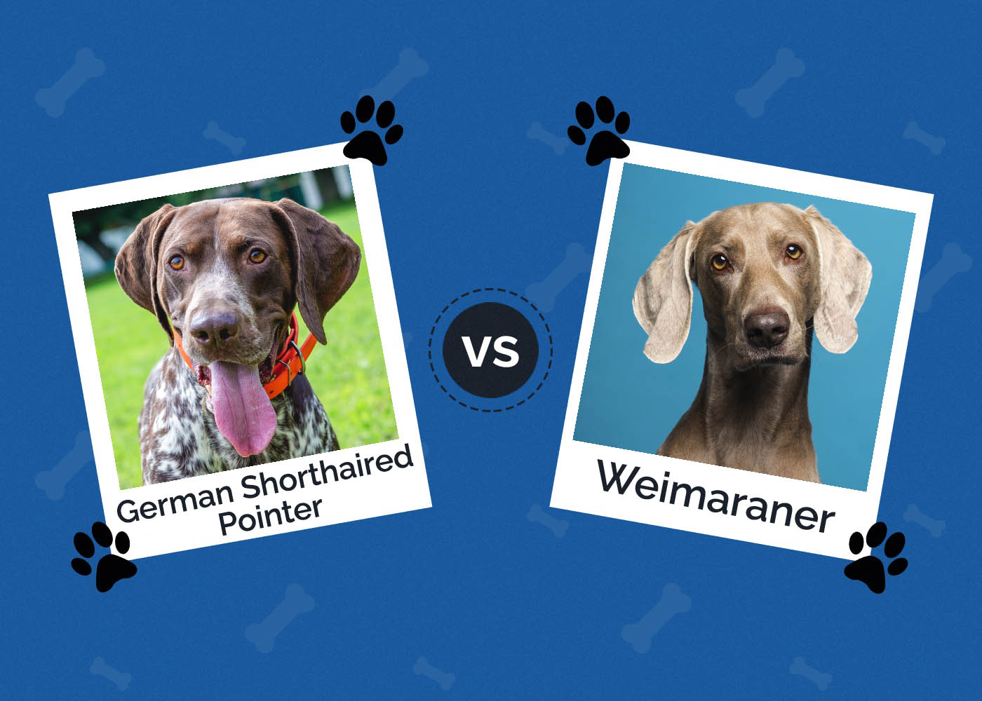 German Shorthaired Pointer vs Weimaraner