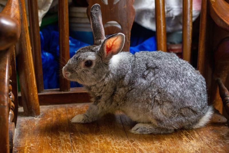 Giant chinchilla rabbit sitting on a chair