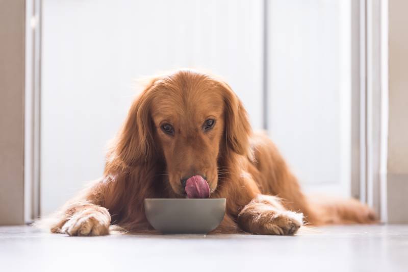Golden Retriever dog eating from the food bowl